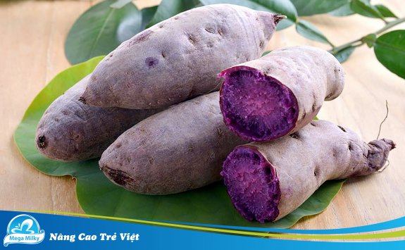 KHOAI LANG TÍM - KHẮC TINH CỦA UNG THƯ VÀ NHIỀU LỢI ÍCH SỨC KHỎE