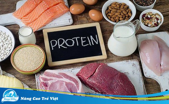 CÁC NGUỒN CUNG CẤP PROTEIN TỐT NHẤT